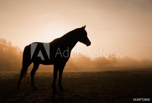 Picture of Silhouette of a horse in heavy fog at sunrise